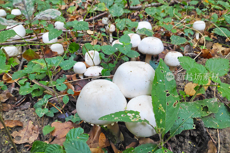 木蘑菇（Agaricus silvicola）